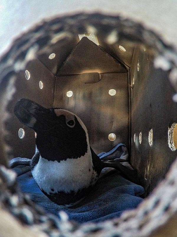 An african penguin in transport to be released